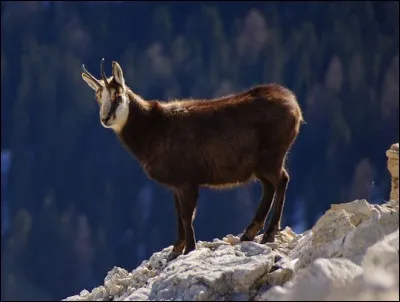 Quel est cet animal ?