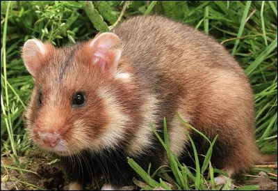 Quel est cet animal ?