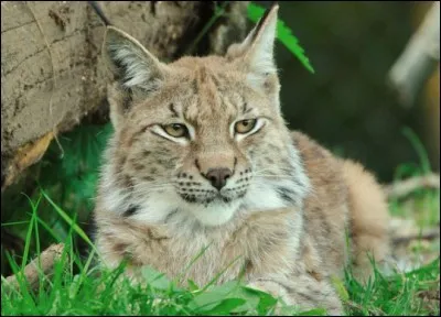 Quel est cet animal ?