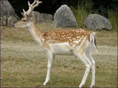 Quel est cet animal ?