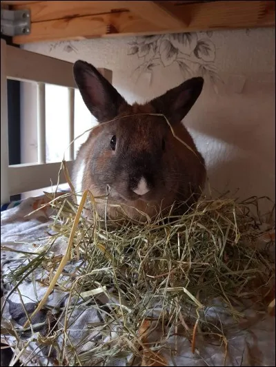 Que doit-on faire pour soigner une malocclusion ?