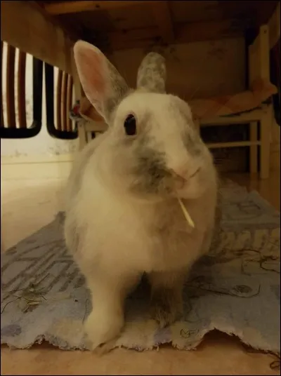 Combien d'incisives supérieures le lapin a-t-il ?