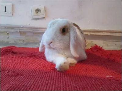 Combien de prémolaires et molaires possède le lapin sur sa mâchoire supérieure ?