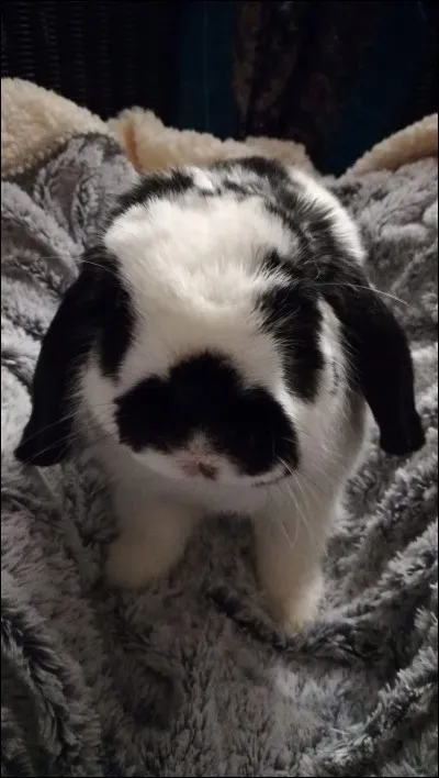 Qu'est le diastème ?