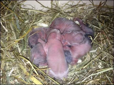 À la naissance, combien de dents possède le lapin ?