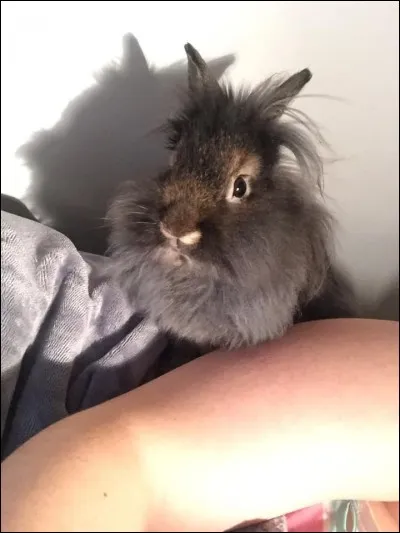 Qu'est-ce que la malocclusion ?