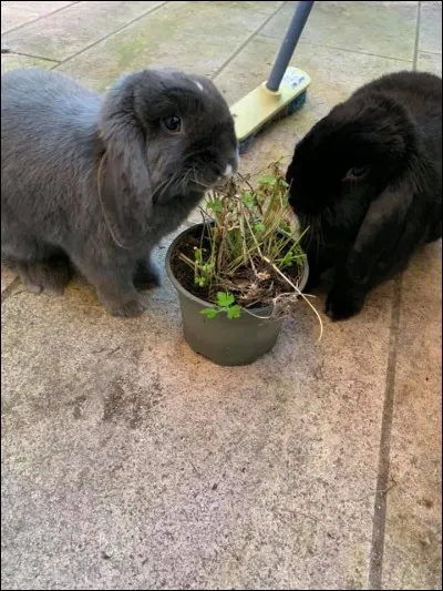 Quels aliments permettent une bonne usure des dents ?