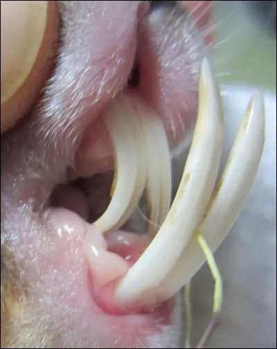 Quel nom donne-t-on à des incisives trop longues chez le lapin ?