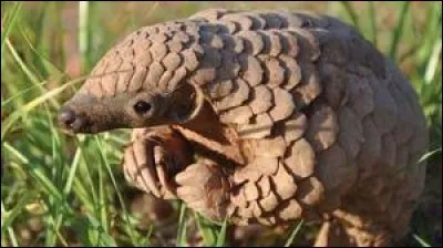 Quel est le nom de cet animal ?