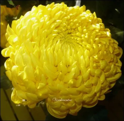 De quel pays le chrysanthème est-il l'emblème ?
