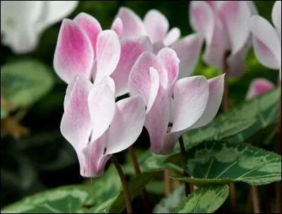 De quel pays le cyclamen est-il l'emblème ?