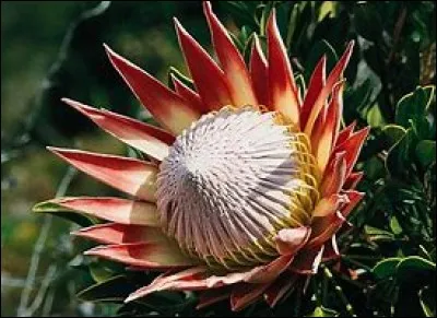 De quel pays la protea est-elle l'emblème ?