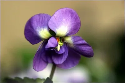 De quel pays la violette est-elle l'emblème ?