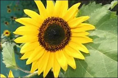 De quel pays le tournesol est-il l'emblème ?