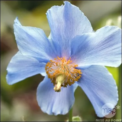 De quel pays la pavot bleu est-il l'emblème ?