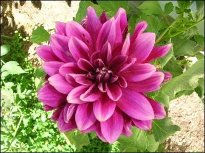 De quel pays le dahlia est-il l'emblème ?