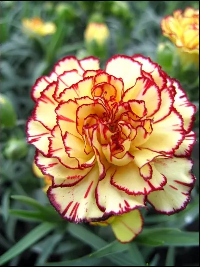 De quel pays l'illet est-il l'emblème ?