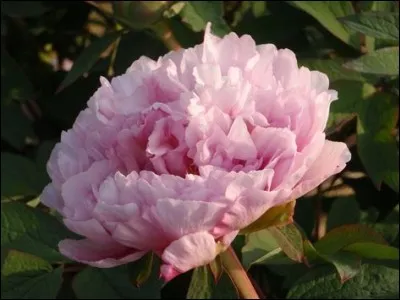 De quel pays la pivoine est-elle l'emblème ?