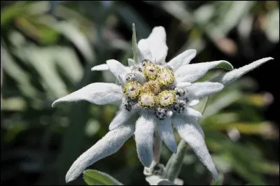 De quel pays l'edelweiss est-elle l'emblème ?