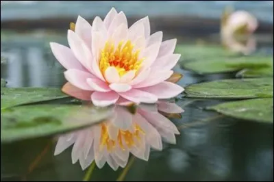 De quel pays le lotus est-il l'emblème ?