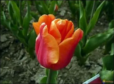 De quel pays la tulipe est-elle l'emblème ?