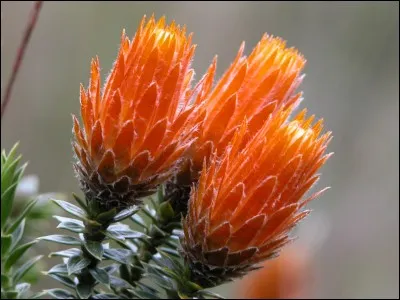 De quel pays la chuquiraga est-elle l'emblème ?