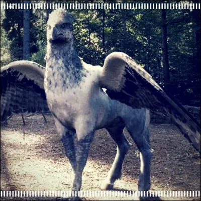 Dans "Harry Potter et le prisonnier d'Azkaban", comment s'appelle l'hippogriffe ?