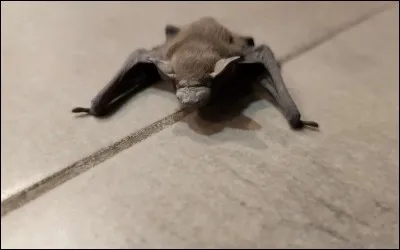 Quel animal a donné son nom à un super-héros créé en 1939 ?