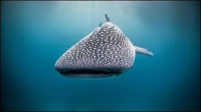 Quel animal aimes-tu le moins ?