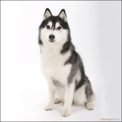 Quel est cet animal ?