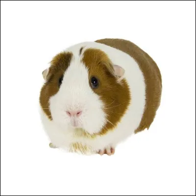 Quel est cet animal ?