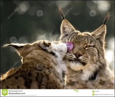 Quel est cet animal ?