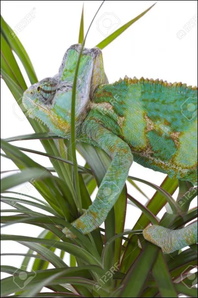 Quel est cet animal ?