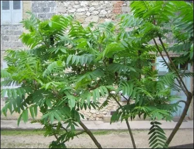 Quel est le nom usuel du Toxicodendron radicans ?
