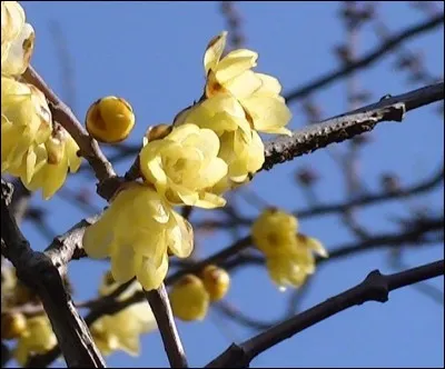 Le Wintersweet, un arbuste parfumé à floraison hivernale, est connu scientifiquement en tant que...