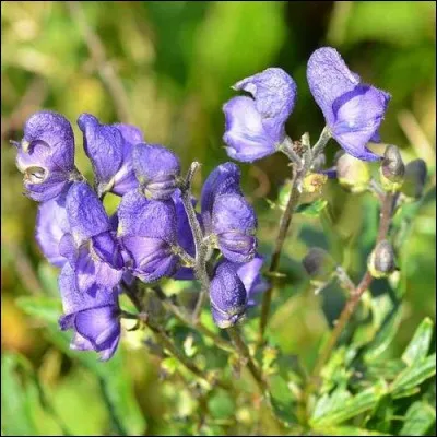 Quel nom féminin est aussi celui d'un buisson à feuilles persistantes, avec des fleurs violettes en forme de cloche ?