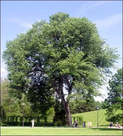 La photo a été prise dans un parc de New York City. Quelle est cette espèce d'arbre ?
