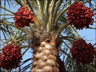 Capable de produire 45 kg de fruits à l'année durant 60 ans, quel arbre est considéré comme l'arbre de la vie par les musulmans ?