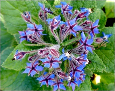 De quelle huile utilisée pour des raisons thérapeutiques les graines de cette plante sont-elles la source ?