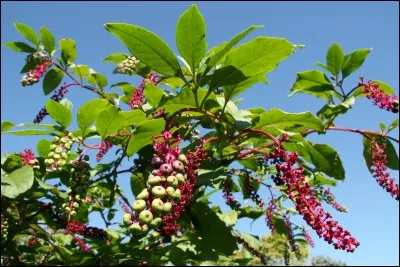 Comment appelle-t-on aussi la Phytolacca americana ?