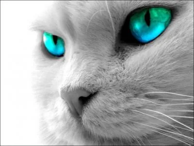 Quel verbe li au chat signifie changer de couleur selon la lumire ?