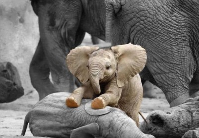 Quel est le poids approximatif d'un éléphanteau à sa naissance ?