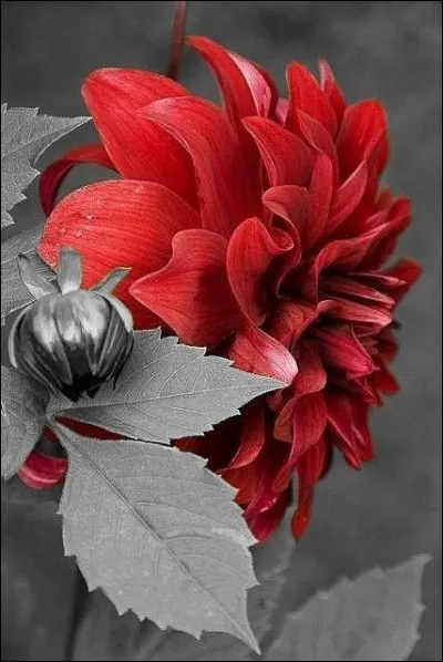 Quelle est cette fleur ?