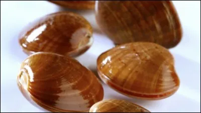 C'est une apparence qui peut tromper,
Les femmes aiment s'en appliquer
Parfois recouvrant les souliers,
Rubis sur l'ongle, les uvres il sert a protéger
Qui est-il ?