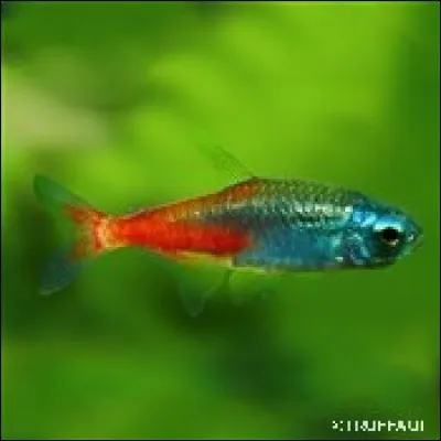 Crient sur les toits, ce sont les...