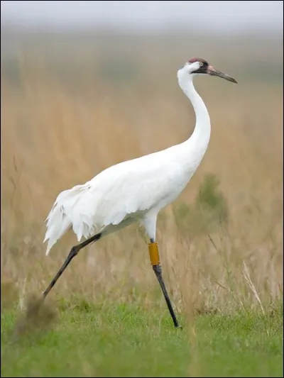 Ce magnifique oiseau est en voie de disparition et peut être facilement vu dans la réserve naturelle nation de l'Arkansas.