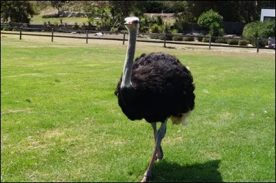 Lequel est membre de la famille des ratites comprenant les autruches et les émeus ?