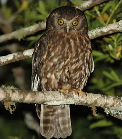 Quel oiseau nocturne, portant le nom de ruru en maori, a une grande importante spirituelle pour certains ?