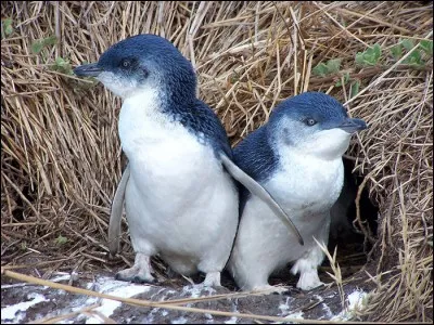Où peut-on trouver les manchots pygmées ?