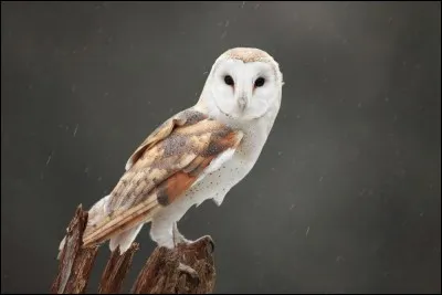 De quelle espèce d'oiseau s'agit-il ?